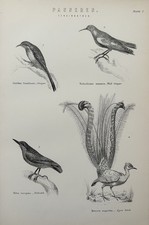Antique Print c1870s Birds | Lyre Creeper Nuthatch Shrike Engraving Ornithology