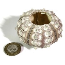 Extra Large Sea urchin Sputnik 6-8 cm. Perfect for crafts or terrariums