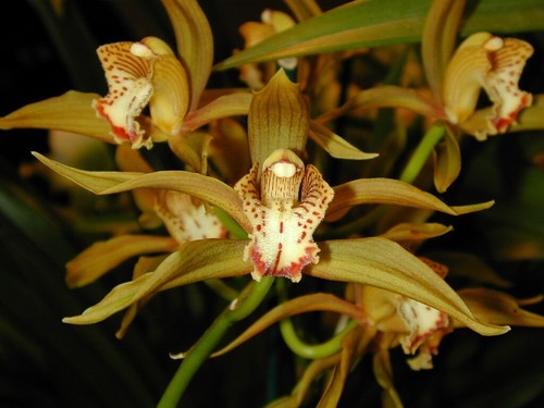 Cymbidium schroderae species