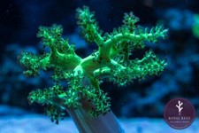 ⚠️🟩Neon Green Kenya Tree Soft Coral Frag Reef 🟩⚠️