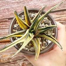 Clearance Sale | Haworthia