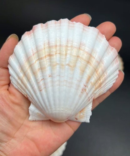 Large great scallop sea - 6, pc