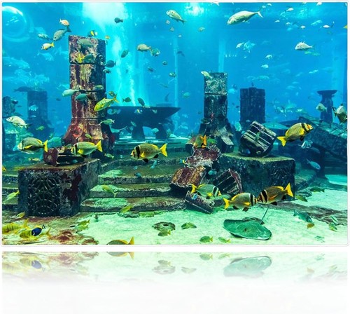 Fish tank sticker aquarium - fish, sticker,
