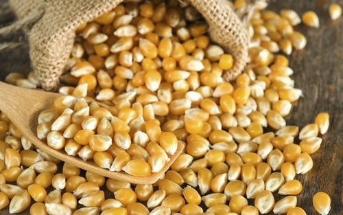Popping corn popcorn - popping,