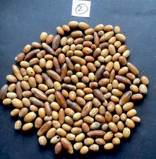 Large Quantity Top Quality Oak Acorns From Ancient Essex Oak Tree Native