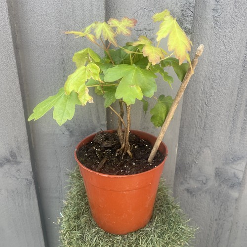 Field maple saplings - field,