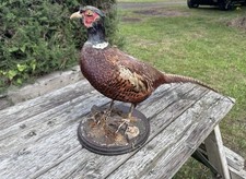 Pheasant Taxidermy Stuffed