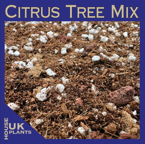 Citrus tree soil - citrus,