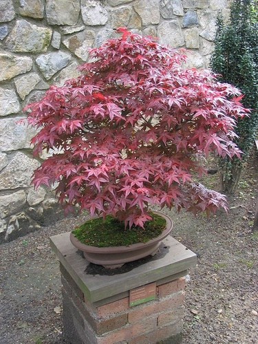 Bonsai acer palmatum cultivar - bonsai,
