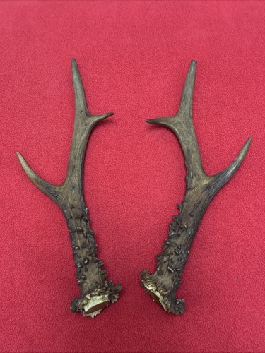 Pair roe deer antlers - pair,