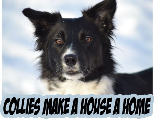 Collie fridge sticker - fridge,