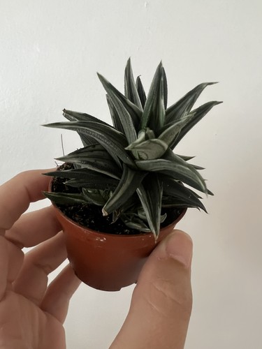 Haworthia viscosa alba - viscosa,
