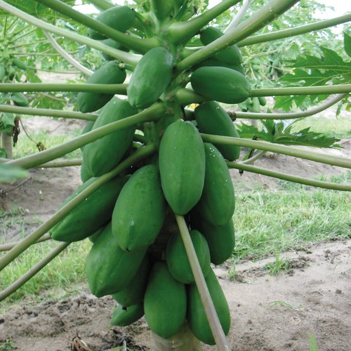 Papaya sunnybees exotic - exotic, fruit