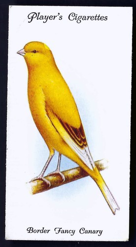 Player aviary and cage - cage, birds