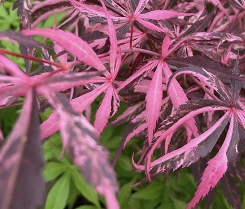 Acer palmatum lileeane s - palmatum, 'lileeane's