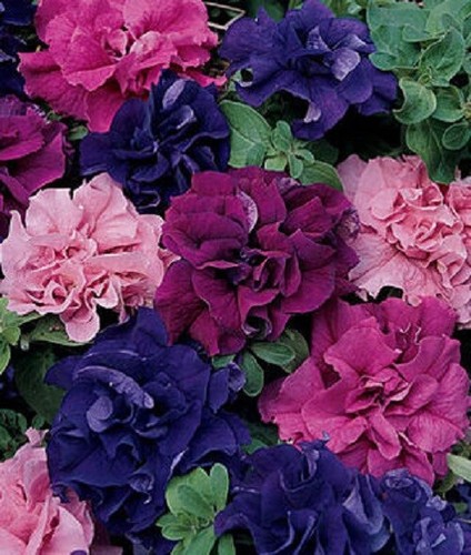 Double red pink purple - double,