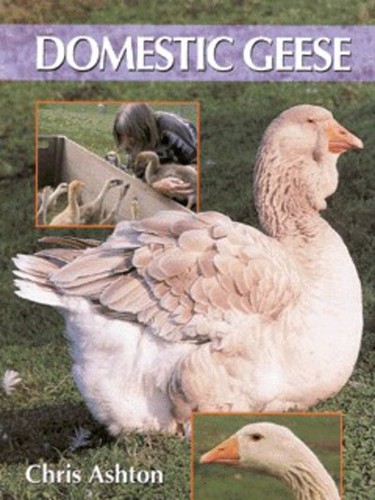 Domestic geese chris ashton - geese,