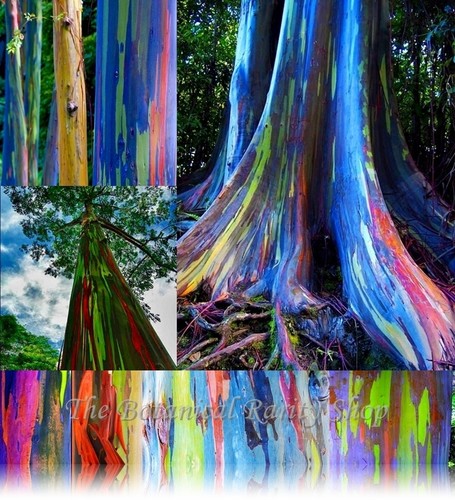 Eucalyptus deglupta rainbow - eucalyptus,