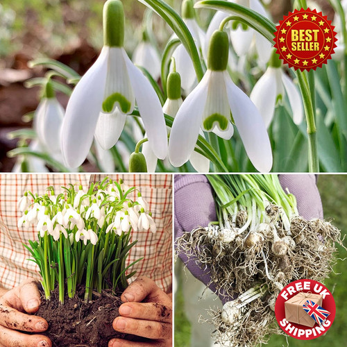 Single snowdrops bulbs the - single,