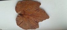 Vintage Concrete Leaf Garden