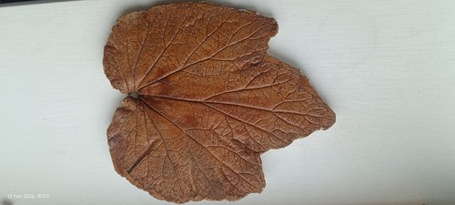 Vintage concrete leaf garden - concrete,