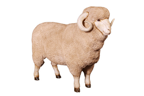 Merino ram statue - merino,