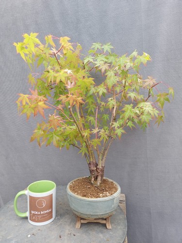 Large clump style japanese - large,