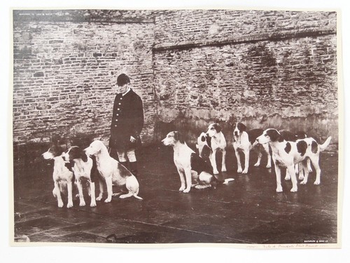 Duke beaufort stud hounds - beaufort's,
