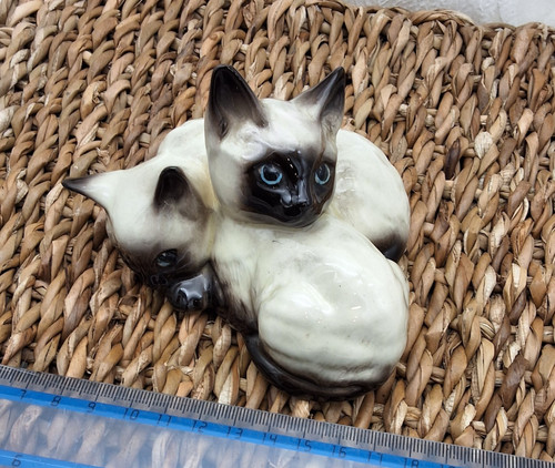 Siamese cats kittens - cats,
