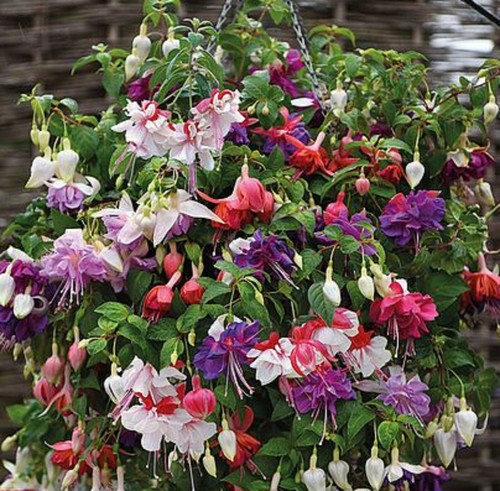 Giant trailing fuchsia mixed - giant,