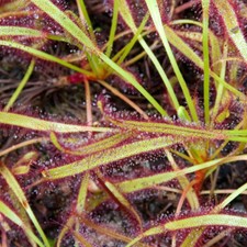 Drosera Capensis 'Giant Form'