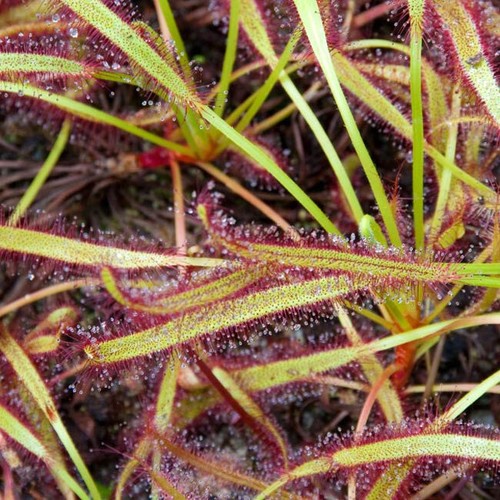 Drosera capensis giant - 'giant, form'
