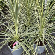 Cordyline australis Lime