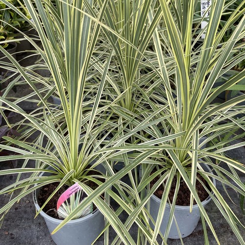 Cordyline australis lime - australis,