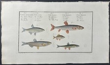 Bloch- Fish – Cyprinus. 8 -