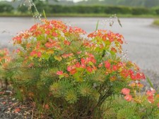 Euphorbia cyparissias 'Orange