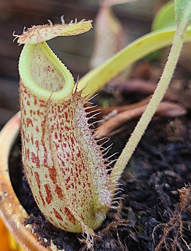 Nepenthes hamata burbidgeae - hamata, x
