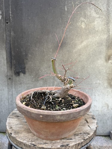 Japanese maple bonsai - japanese,