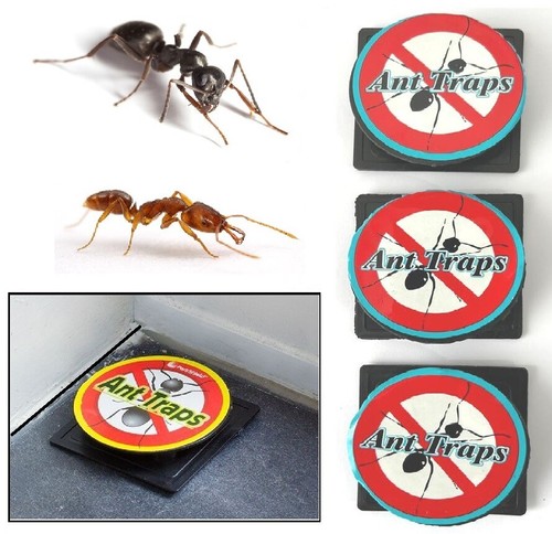 3pk 6pk ant - ant, bait
