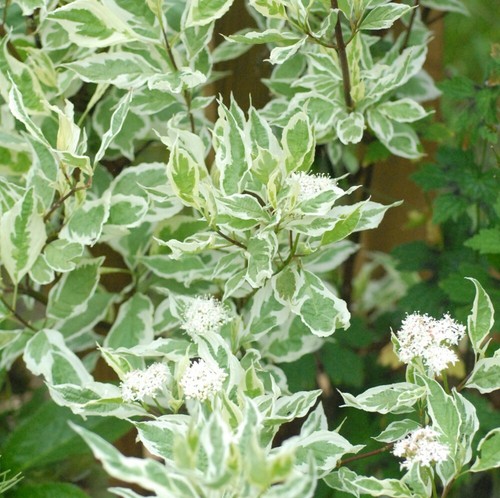 Cornus alba elegantissima - cornus,