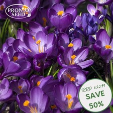 Crocus Blue Bulbs – 100