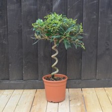 Olive Tree Twisted 60-70cm Stem Standard 20cm Pot x 2 Hardy Shrub Easy By T&M