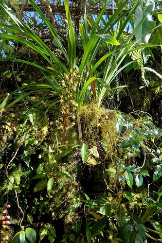 Cymbidium madidum rarely seen - cymbidium,