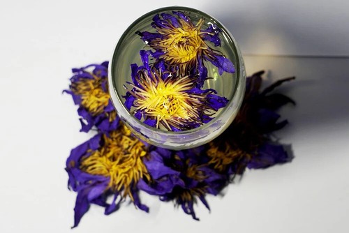 Blue lotus flower eco - blue, eco-friendly