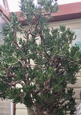 Money tree Jade plant -