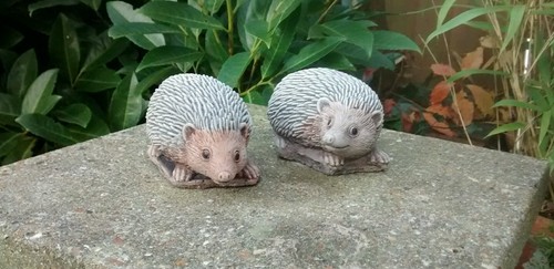 Pair cute hedgehogs - hedgehogs,