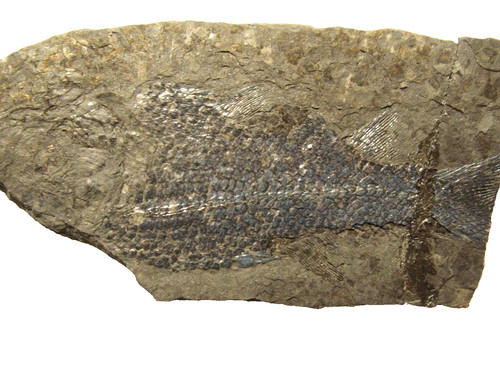 Permian fish fossil muse - permian,