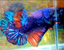 Betta Plakat GIANT AVATAR GORDON Splendens betta live aquarium ornamnental