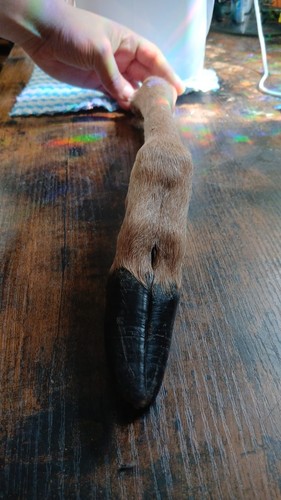 Fallow deer legs - fallow, mummified