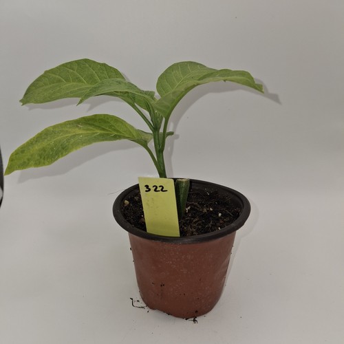 Brugmansia yellow angel - yellow,